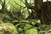 Yakushima Forest